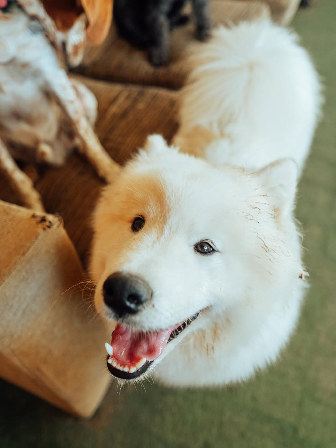 Cão bem tratado em pet sitting