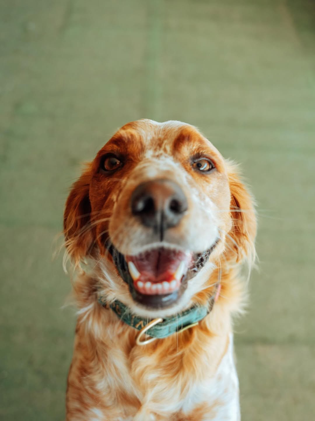 Animal feliz em pet sitting Pack 5