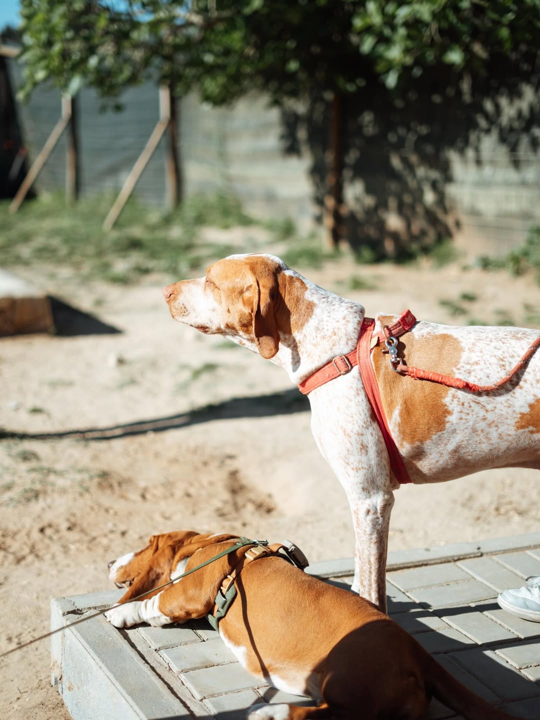 Cão a brincar no Day Care Pack 5 em Nazaré