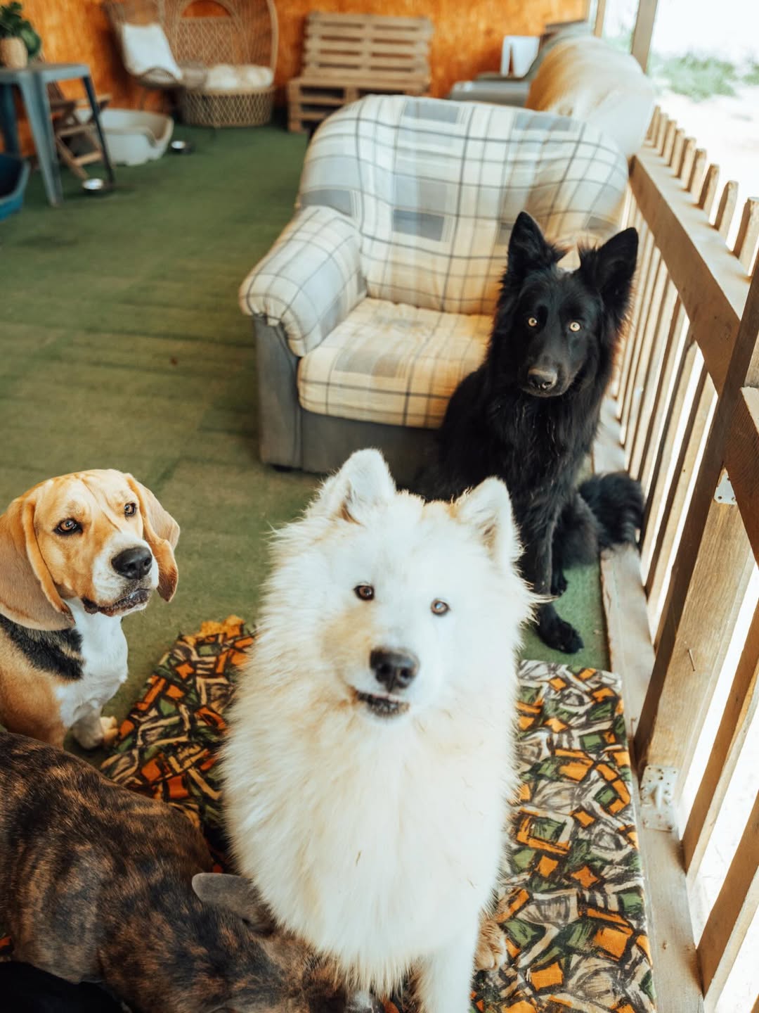 Grupo de cães no Day Care em Nazaré