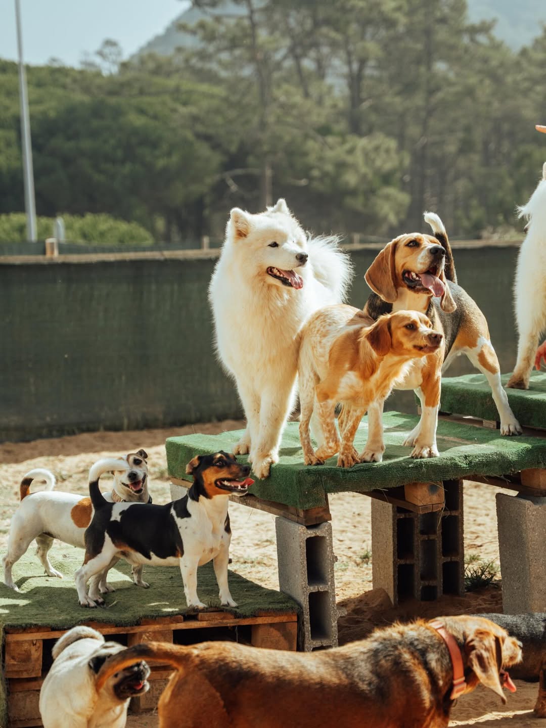 Grupo de cães a brincar