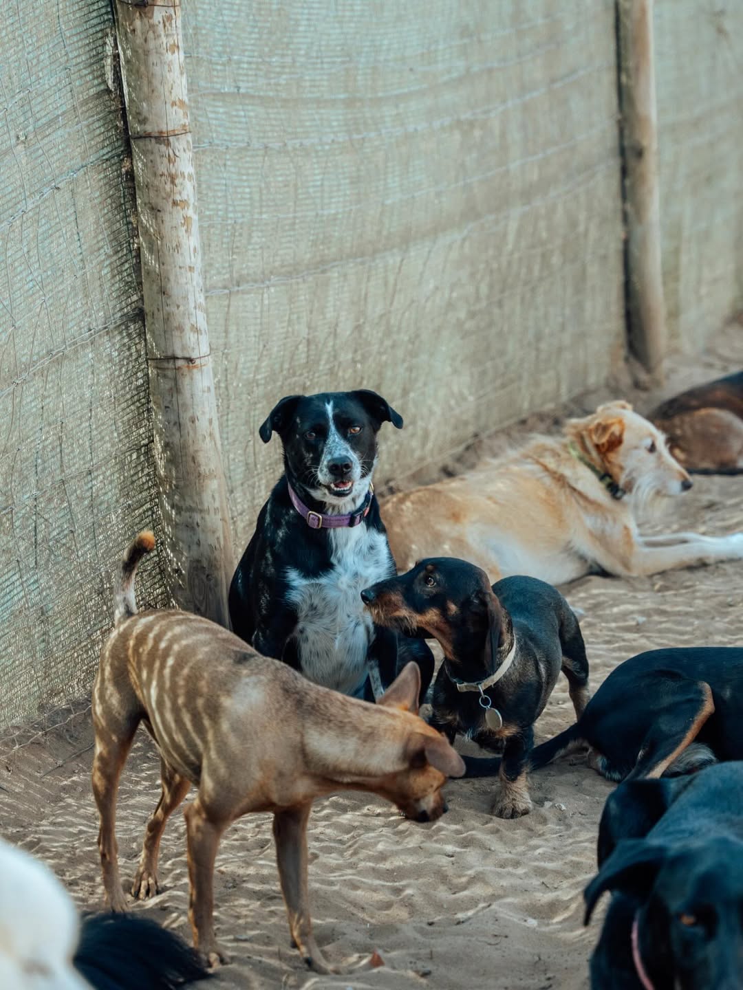Grupo de cães a brincar no Day Care Pack 5