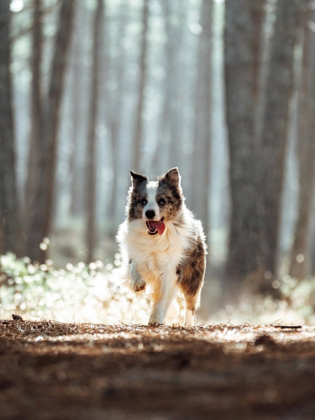 Cão feliz durante o passeio