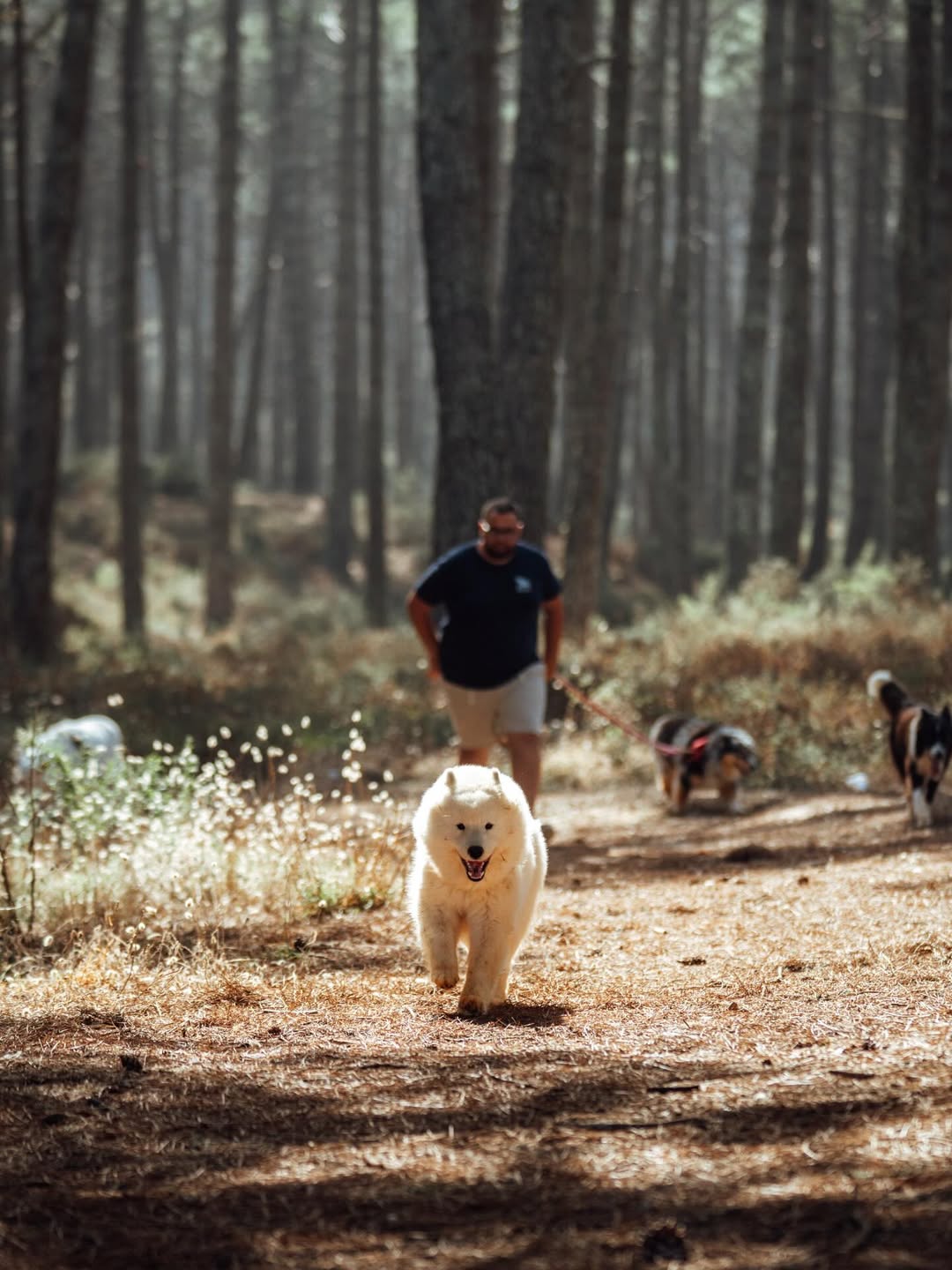Passeio canino em zona natural