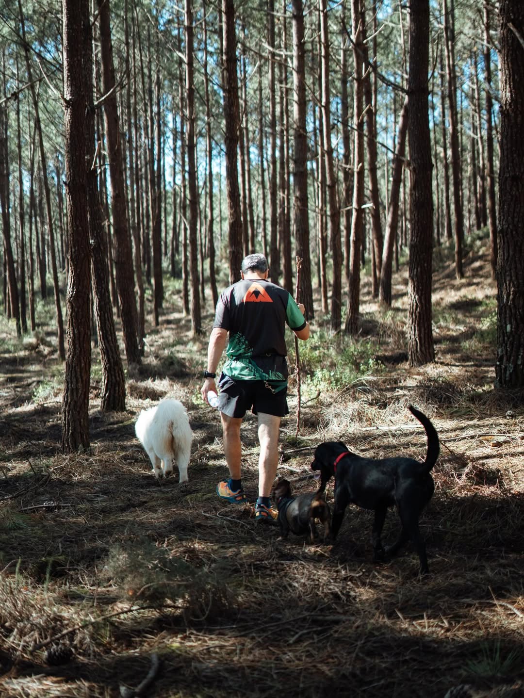 Grupo de cães em passeio na natureza