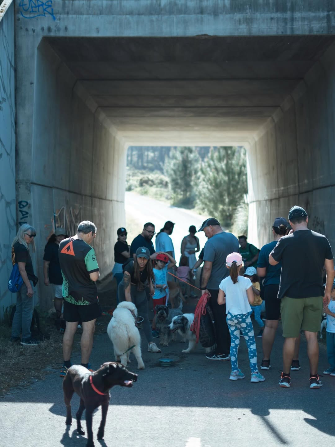 Tutores e cães em passeio de grupo Pack 5