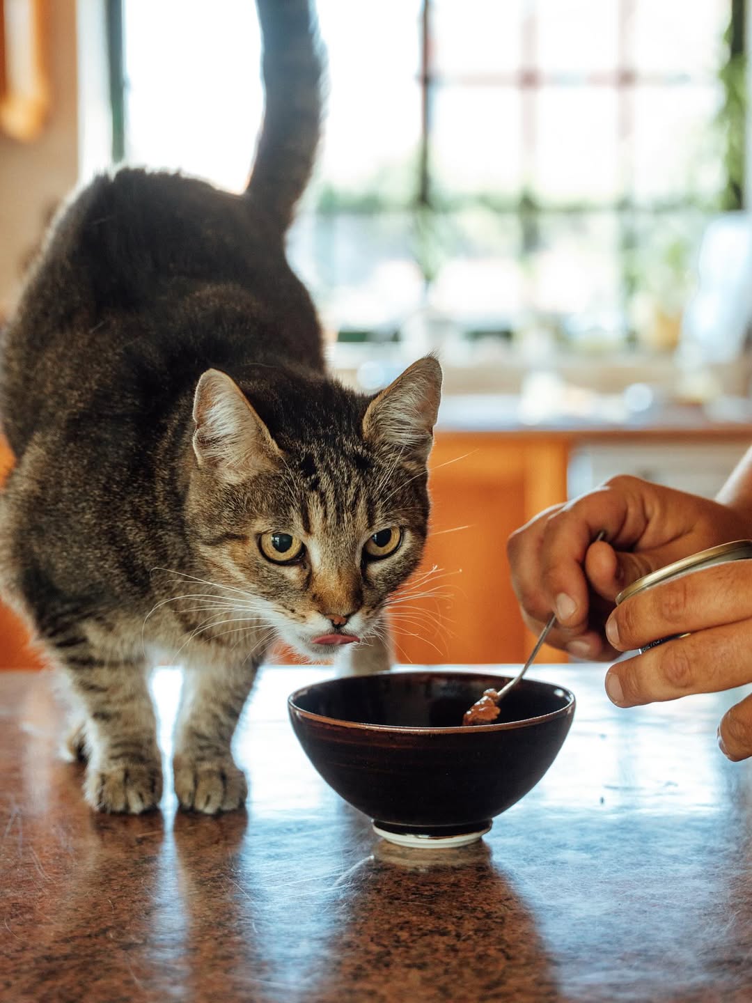 Gato bem cuidado em pet sitting Pack 5 — Nazaré