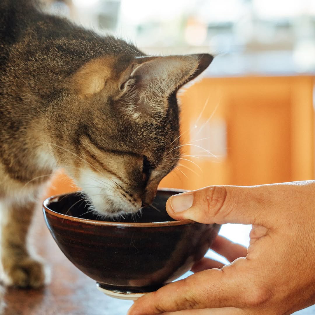 Cuidado de gato com atenção