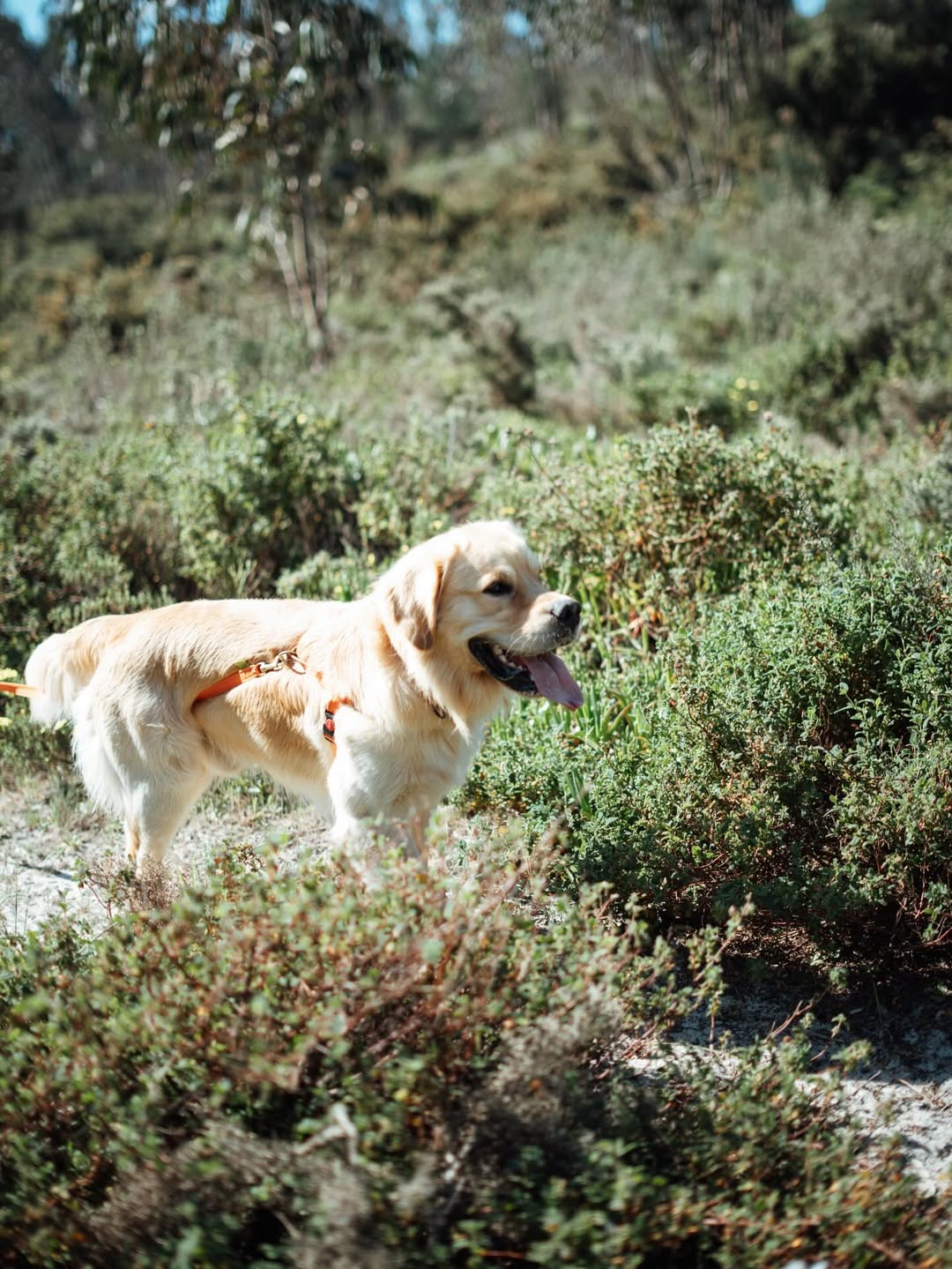 Cão em serviço de pet sitting Pack 5