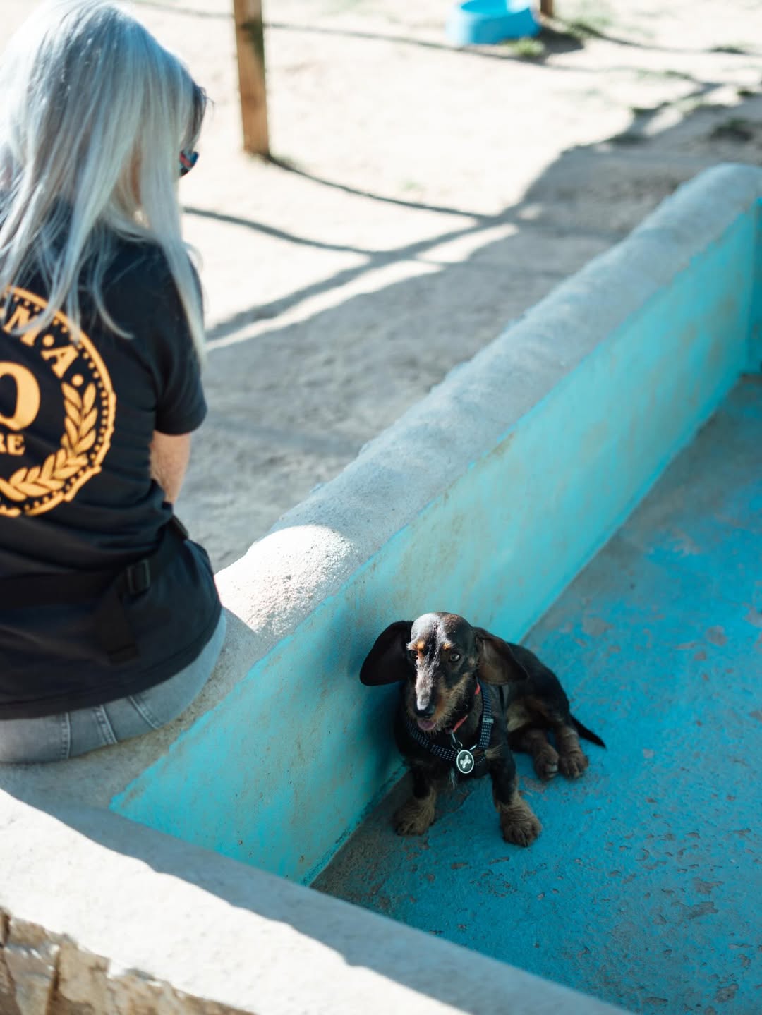 Cão em sessão de pet sitting Pack 5