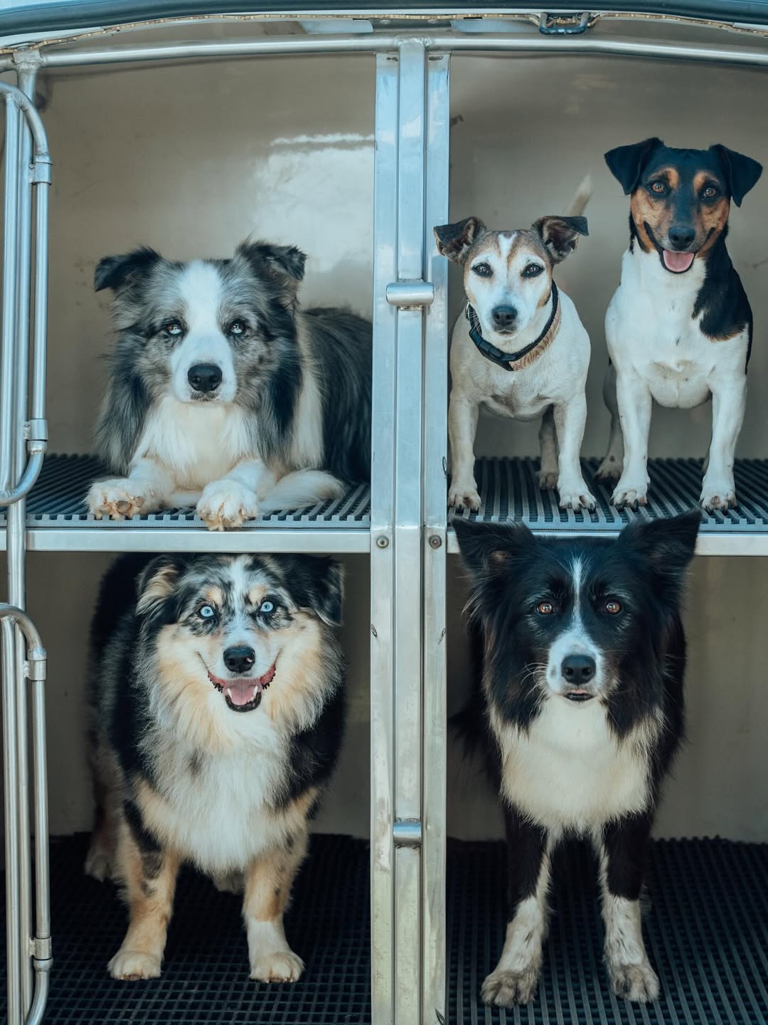 Transporte de animais em segurança — Pet Táxi Pack 5 Nazaré