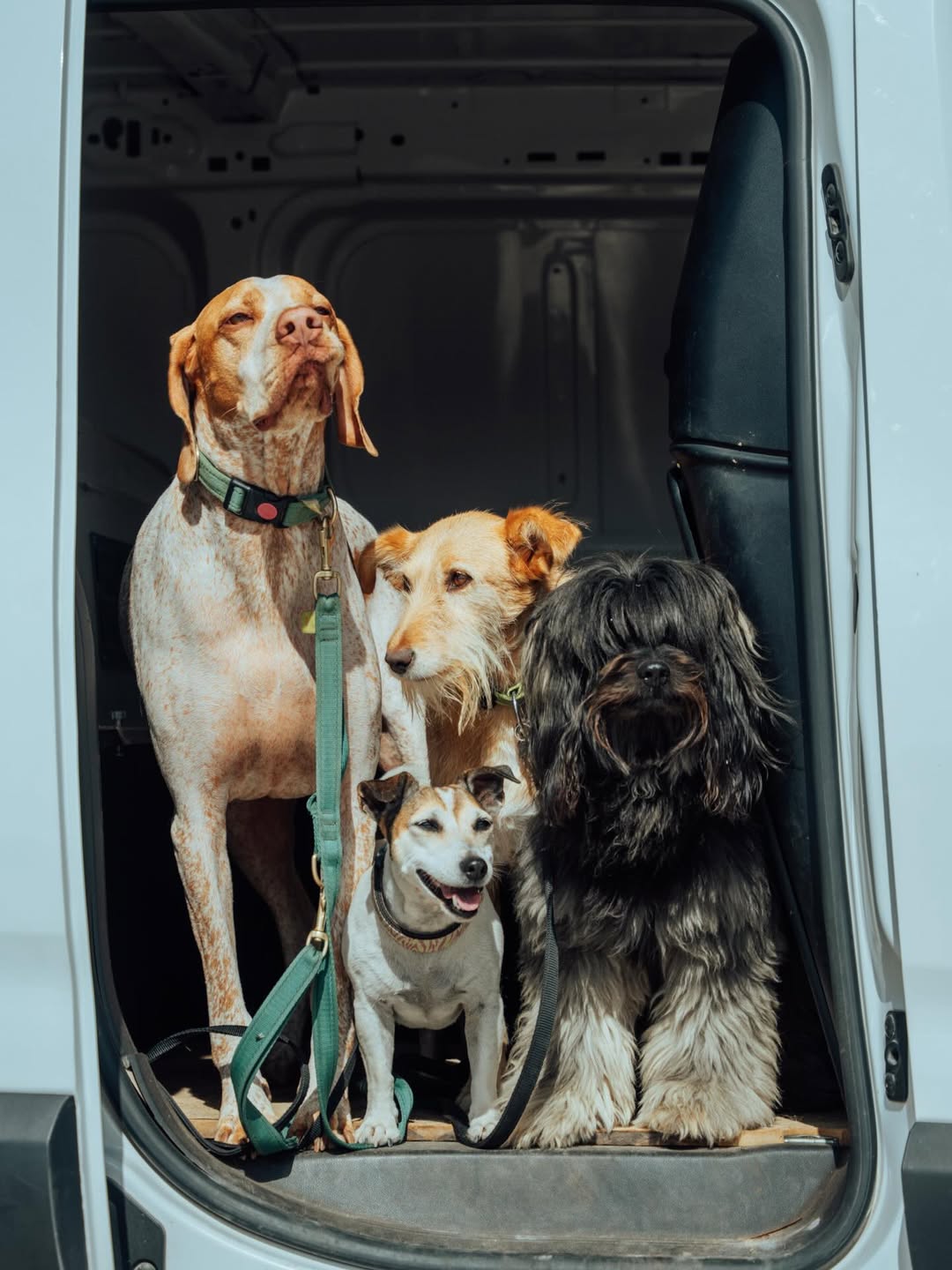 Animais transportados com cuidado