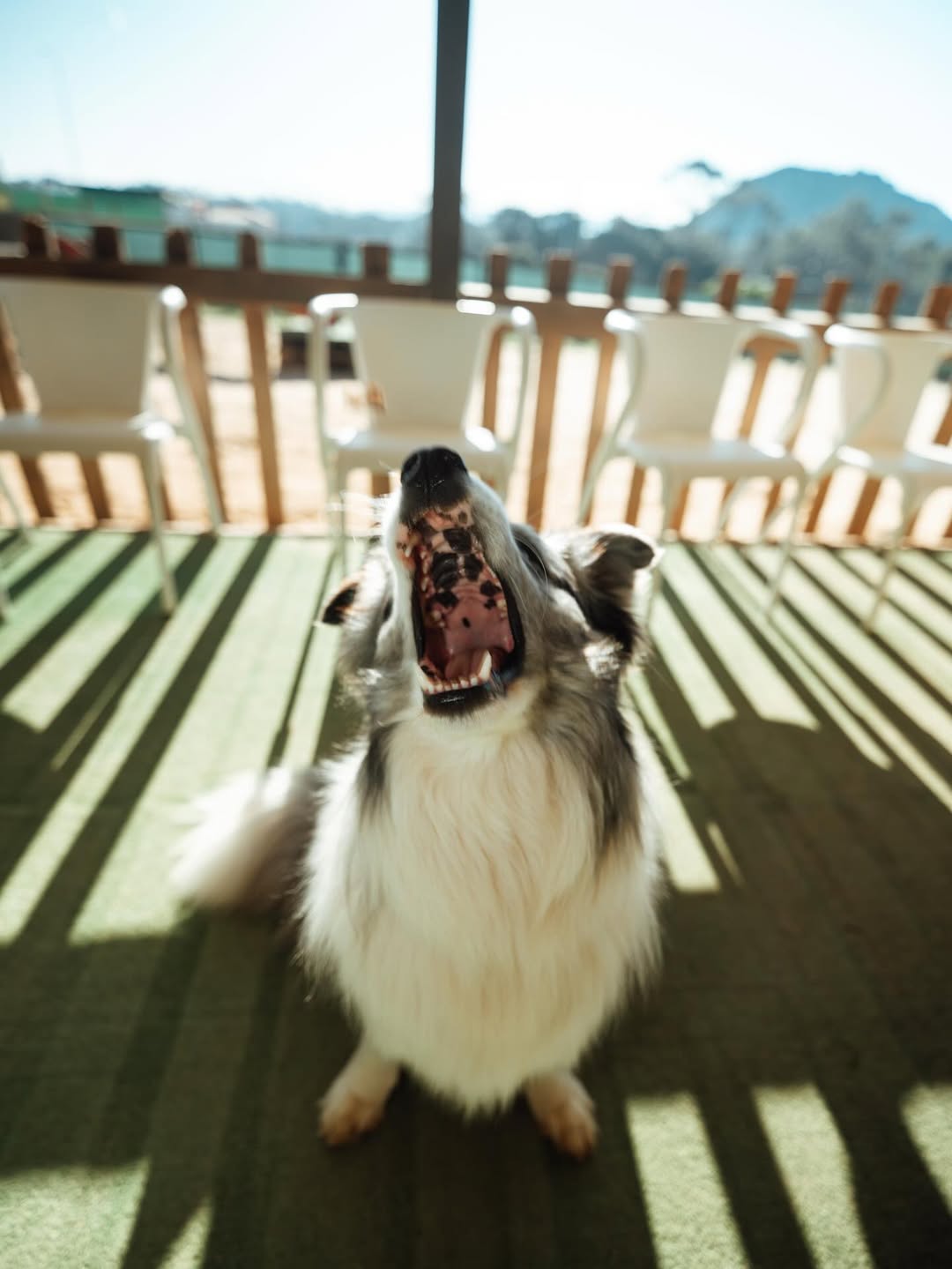 Cão em sessão de treino no Day Care Pack 5 em Nazaré